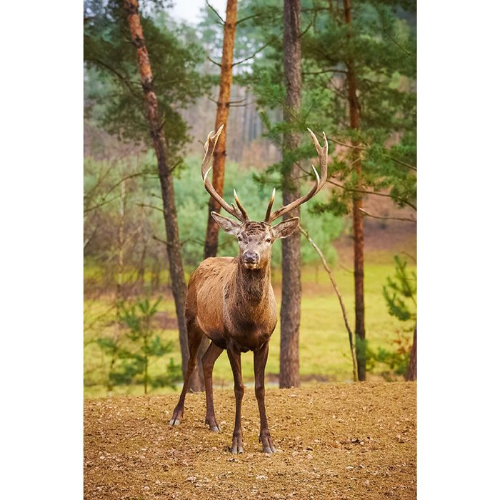 Фотообои "Олень" (состоит из 2 частей), 1,8 х 2,7 м
