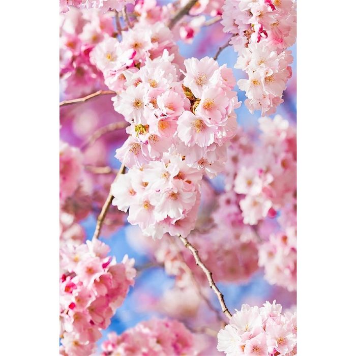 Фотообои "Цветы сакуры" (состоит из 2 частей), 1,8 х 2,7 м