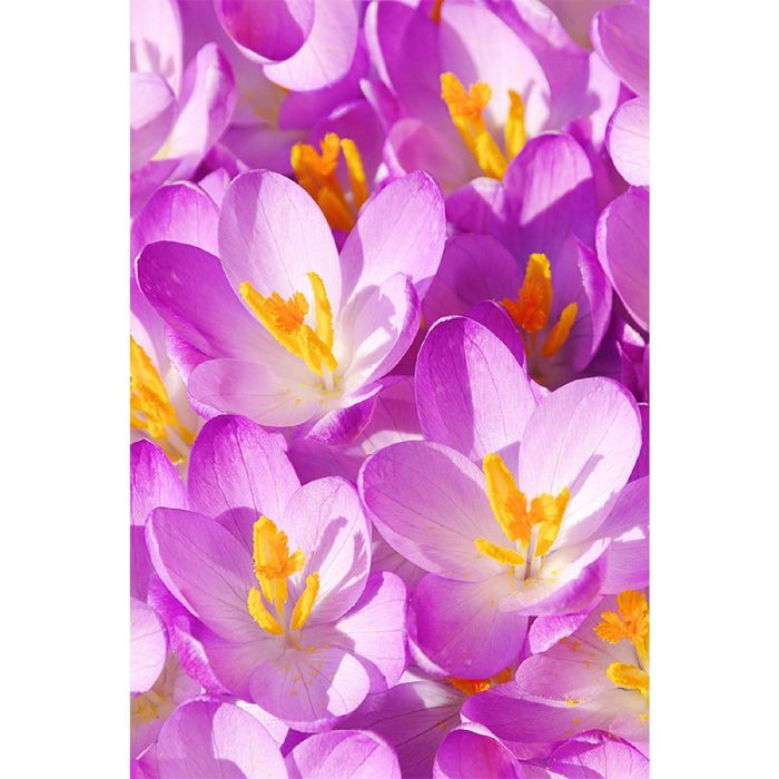 Фотообои "Крокусы" (состоит из 2 частей), 1,8 х 2,7 м
