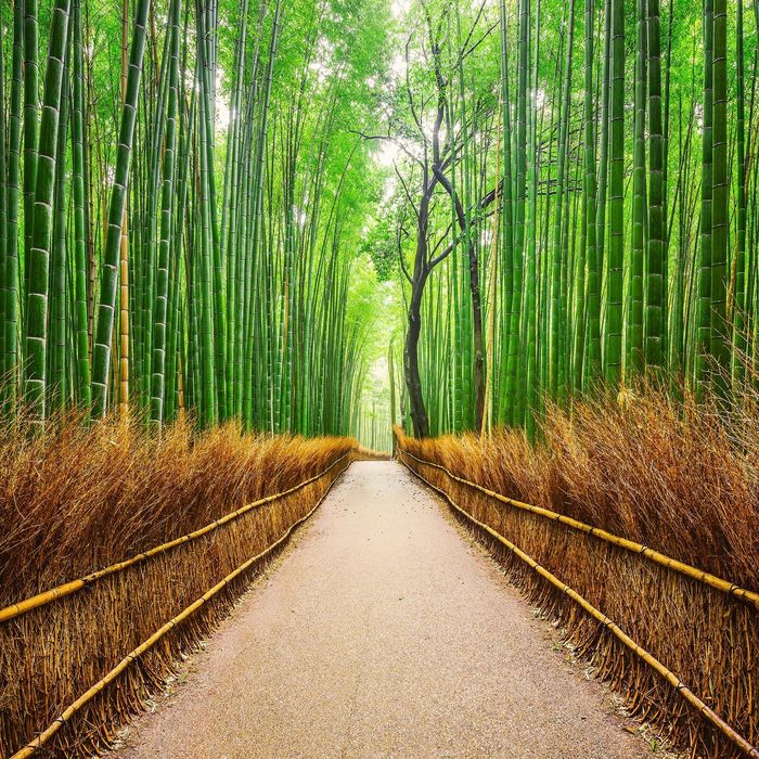 Фотообои "Бамбуковый лес" (состоит из 3 частей), 2,7 х 2,7м