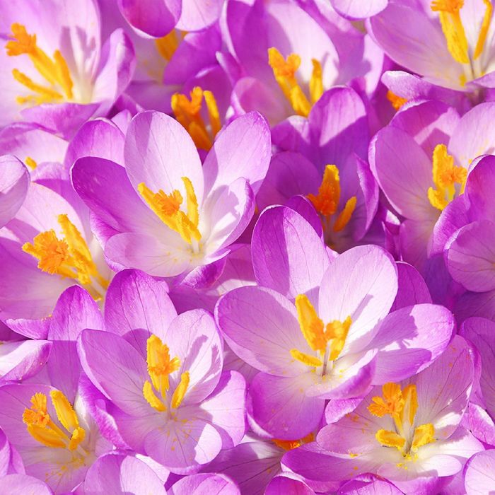 Фотообои "Крокусы" (состоит из 3 частей), 2,7 х 2,7м