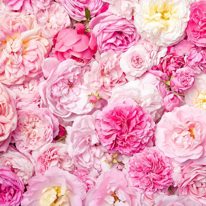 Фотообои "Розовый букет" (состоит из 3 частей), 2,7 х 2,7м