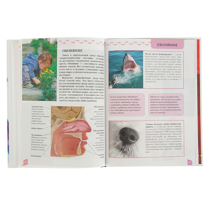 Энциклопедия для любознательных «О теле человека». Автор: Жабская Т.С.