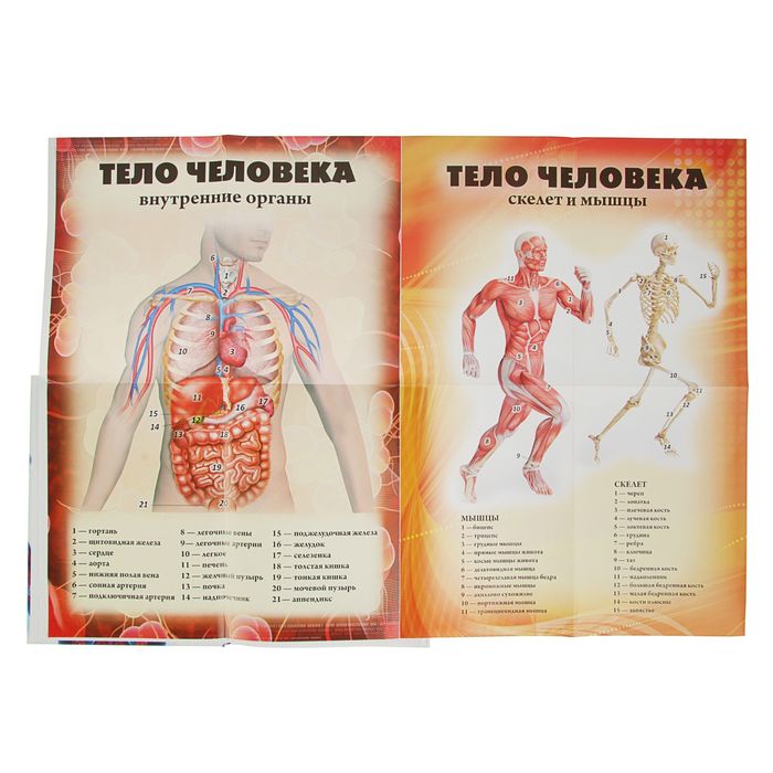 Энциклопедия для любознательных «О теле человека». Автор: Жабская Т.С.