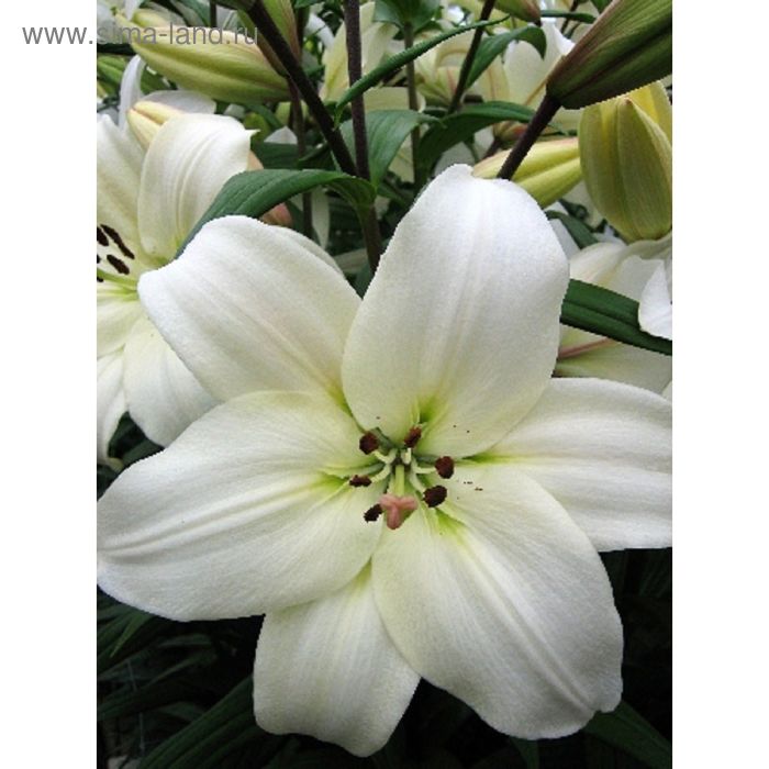 Лилия литва Лилия литва
