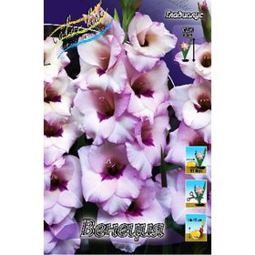 Гладиолус венеция Гладиолус венеция