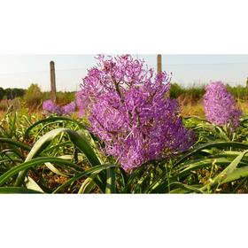 

Мускари Комозум Плюмозум р-р 7/8, 10 шт
