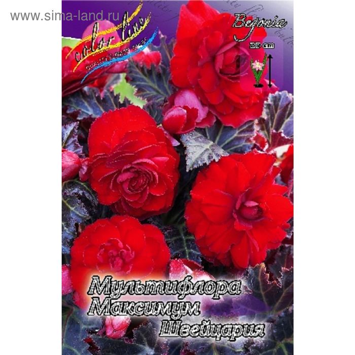 Бегония мультифлора максима швейцария Бегония мультифлора максима швейцария