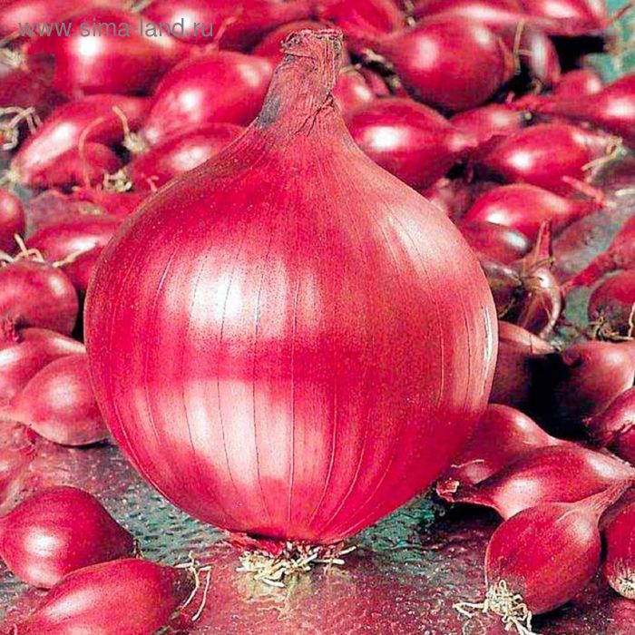 Лук севок голландия Лук севок голландия