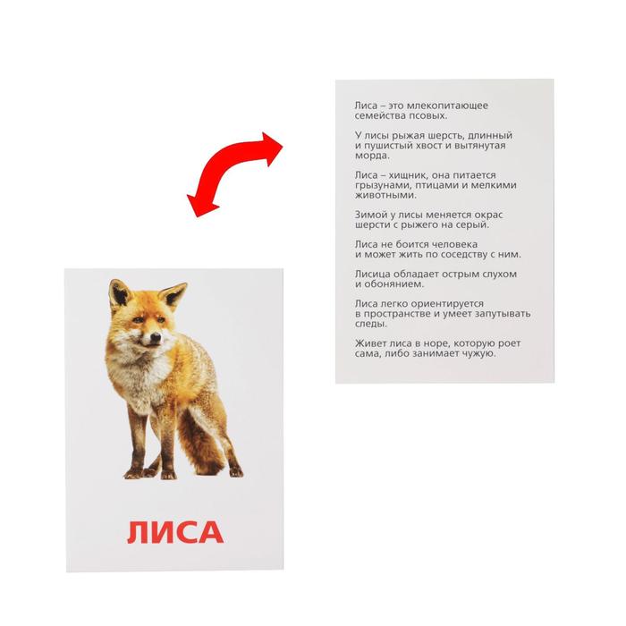 Обучающие карточки по методике Г. Домана "Дикие животные"