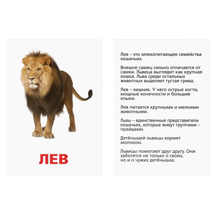 Обучающие карточки по методике Г. Домана "Животные жарких стран"