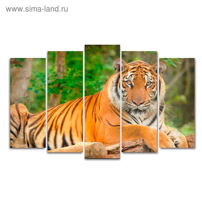 Картина модульная на подрамнике Тигр (2-25х63; 2-25х70; 1-25х80) 125х80см сюжет картина модульная на подрамнике бенгальский тигр 2 30х45 1 29 5х69 1 34х69
