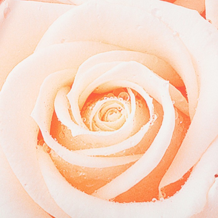 Комплект штор "Кремовые розы", 145 х 260 см, 2 шт, габардин, п/э