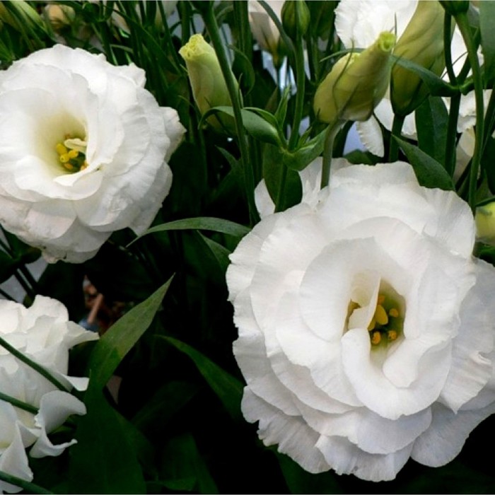 Семена цветов Эустома Мариачи Белая, О, 5 шт. эустома вулкан белая королева семена цветы