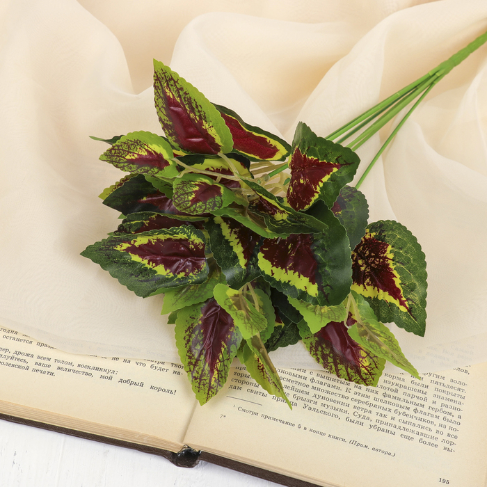 Букет "Колеус бордовый"