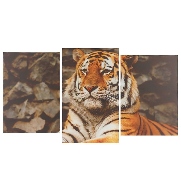Модульная картина на подрамнике "Тигр", 2 шт. — 31×44, 1 — 31×52, 70×105 см