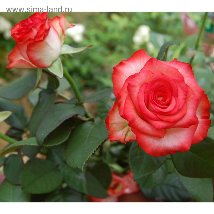 Роза блаш фото и описание