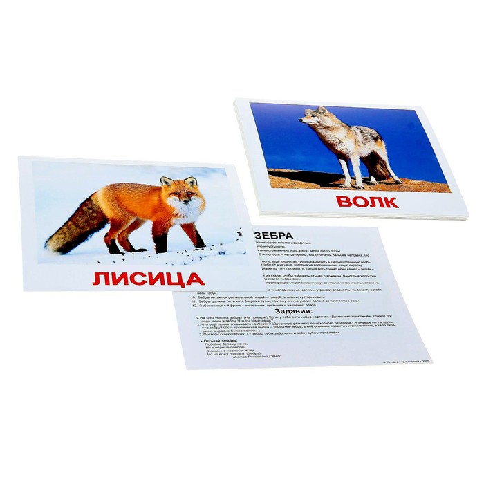 Обучающие карточки "Дикие животные"