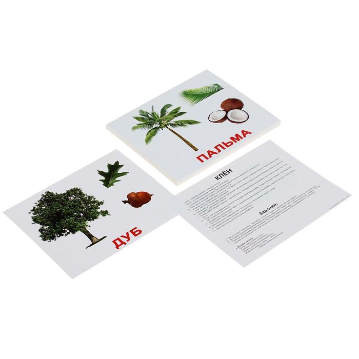 Обучающие карточки "Деревья"