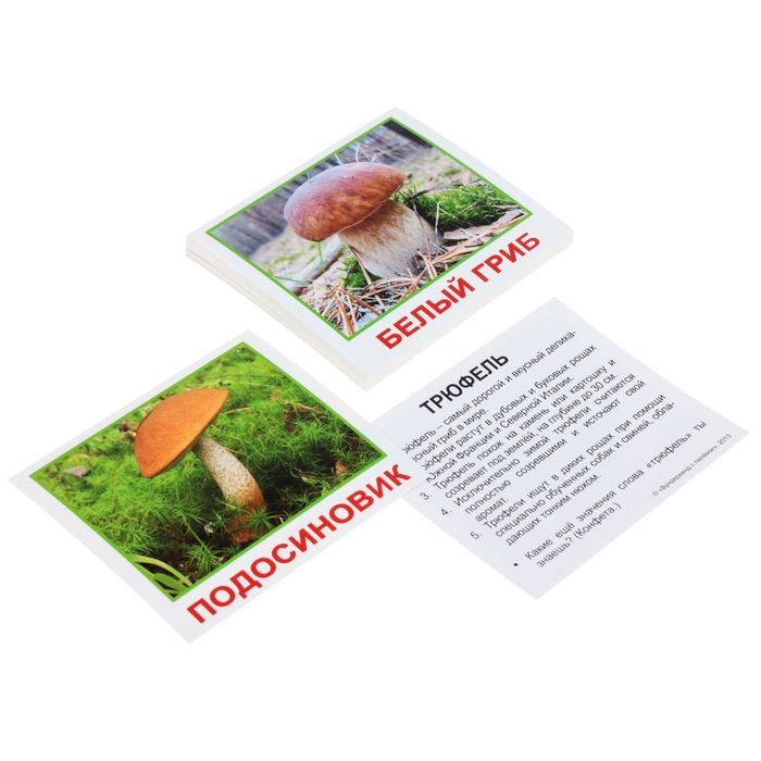 Набор карточек "Мини-20. Грибы"