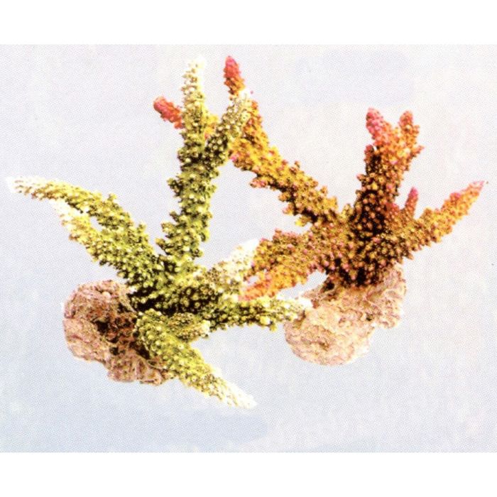 Коралл пластиковый "REPLICA LIVE CORAL" L220 x W120 x H170мм