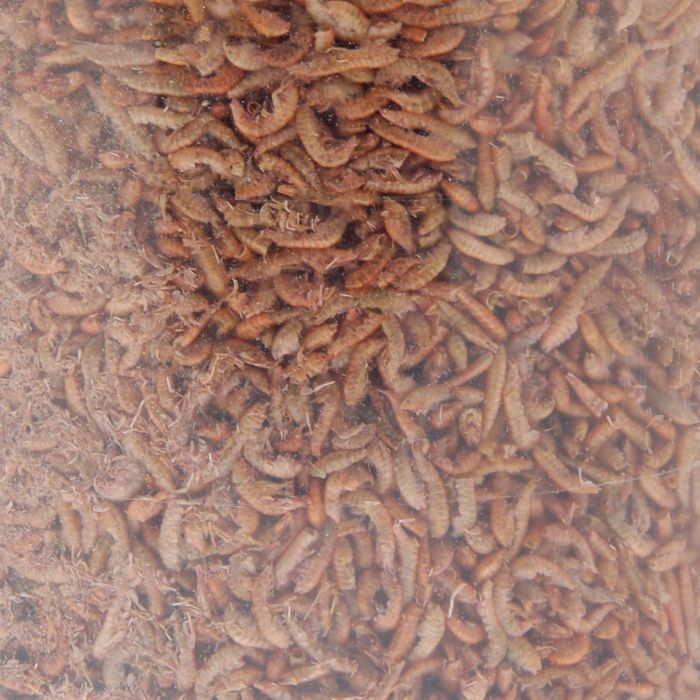 Корм для рыб Гаммарус (тушка), ведро 2 л, 210 г