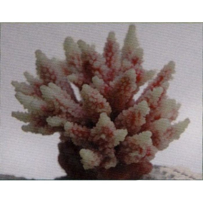 Коралл пластиковый (мягкий) перламутровый 10,5x8,5x8см (SH122PI)