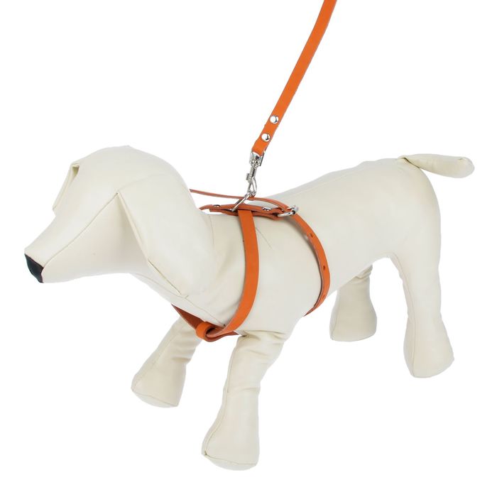 Комплект из цветной кожи «Зооник», шлейка 1,2 см и поводок 125 см, общий обхват шеи и груди 58 см