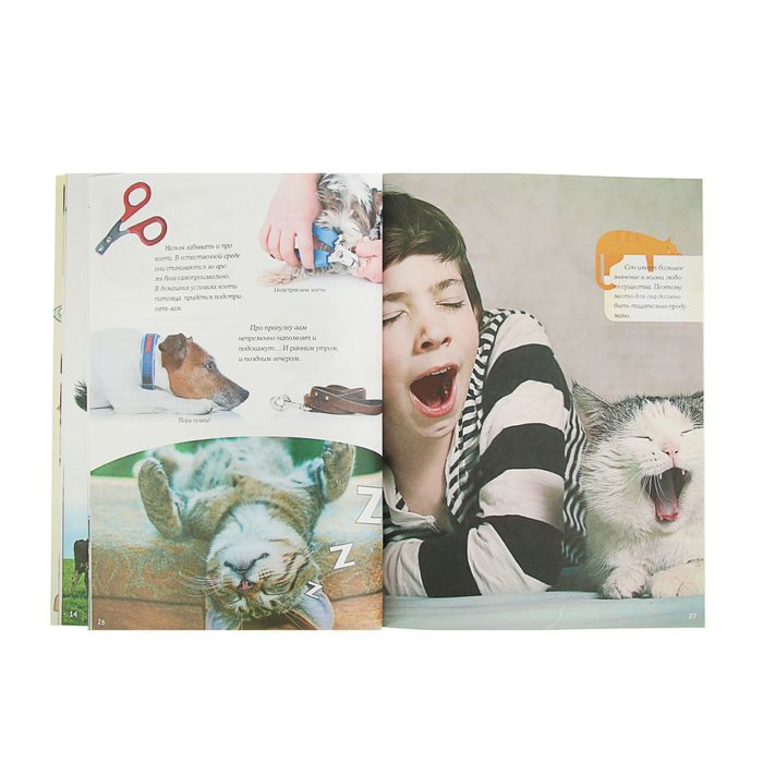 Что? Когда и Почему? "Домашние питомцы и кто за них в ответе"