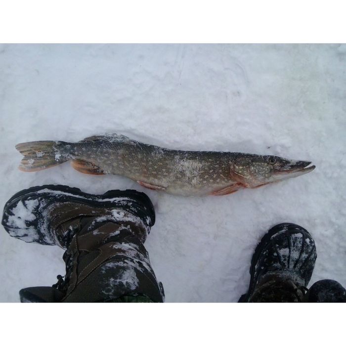 Сапоги мужские зимние "Рыбинка" (галоша с шипами) 42-43 р-р