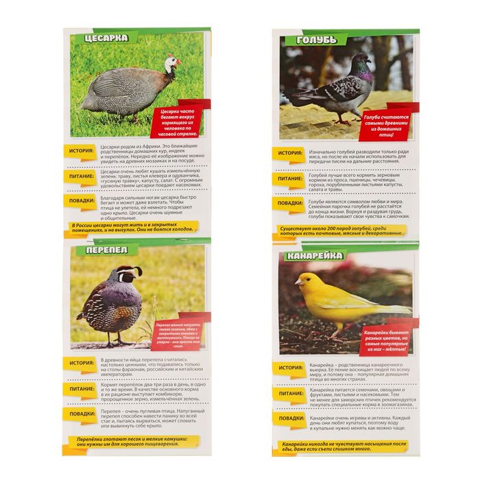 Мини-энциклопедия "Домашние птицы мира", 20 стр.