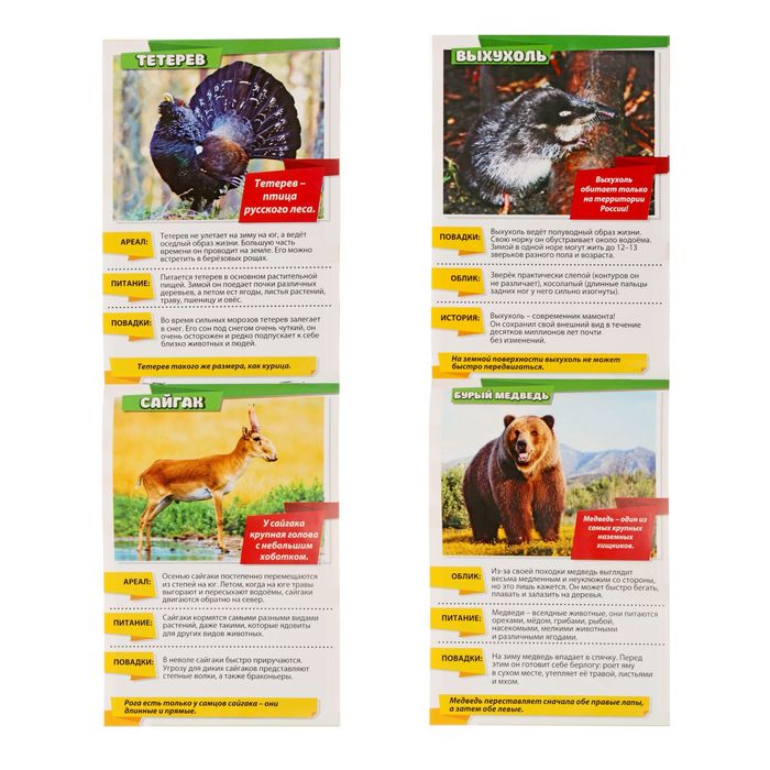 Мини-энциклопедия "Животные России", 20 стр.
