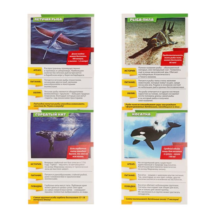 Мини-энциклопедия "Морские животные", 20 стр.