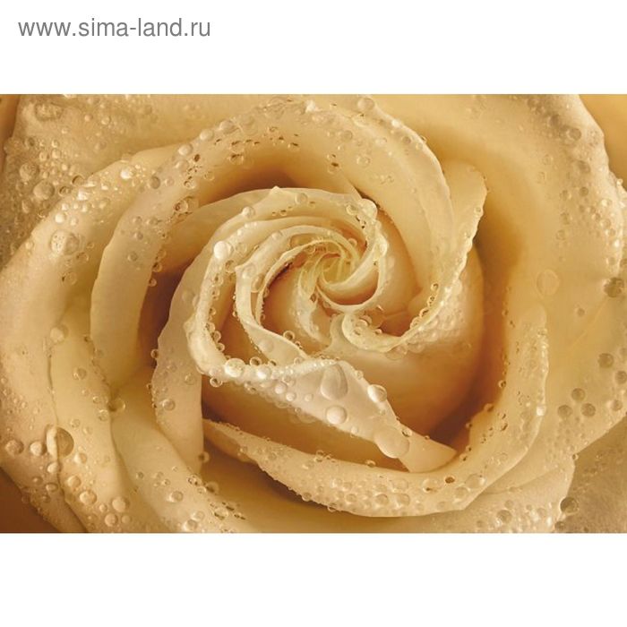 Фотообои Утренняя роза ЛЮКС 1,94х1,36 м (из 4 листов)