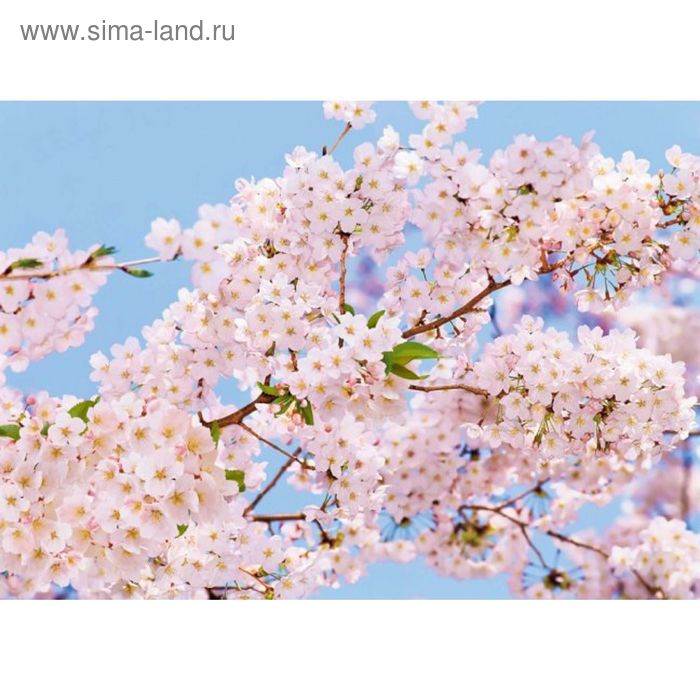 Фотообои Весна ЛЮКС 2,72х1,94 м (из 8 листов)