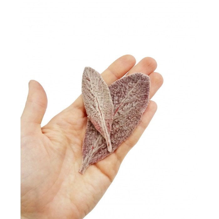 Чистец, красные листья, 3-10 см, набор 100 шт