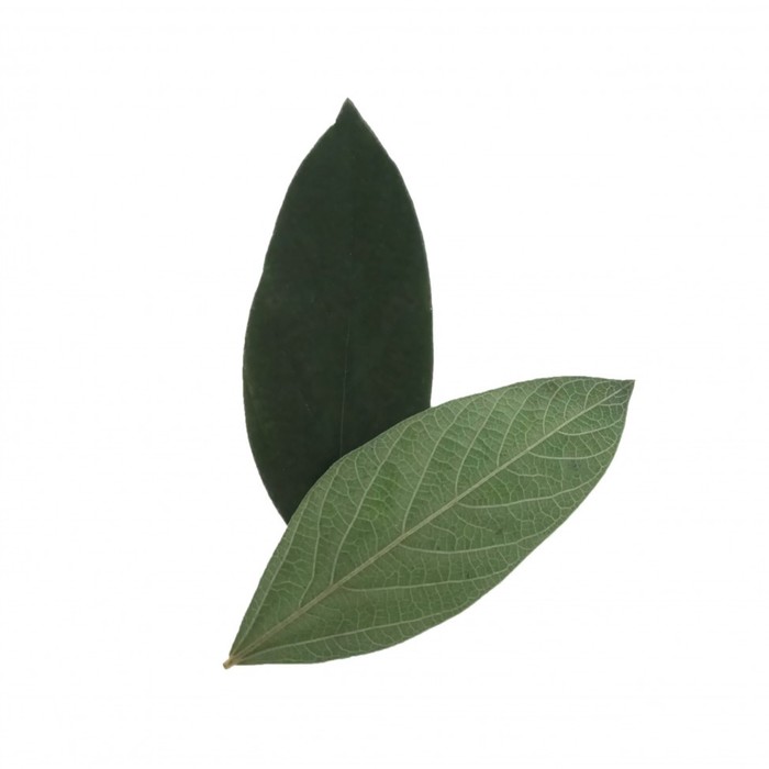 Листья вельвета зеленые, набор 100 шт