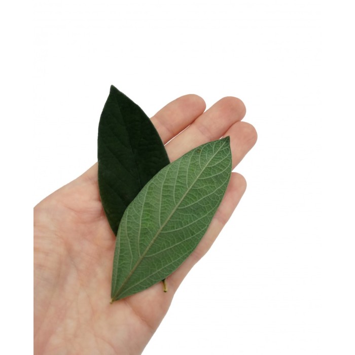 Листья вельвета зеленые, набор 100 шт