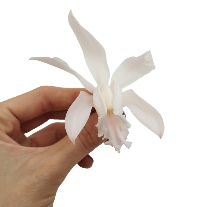 Бутон орхидеи "Каттлеия" розовый, 7 х 7 х 7 см