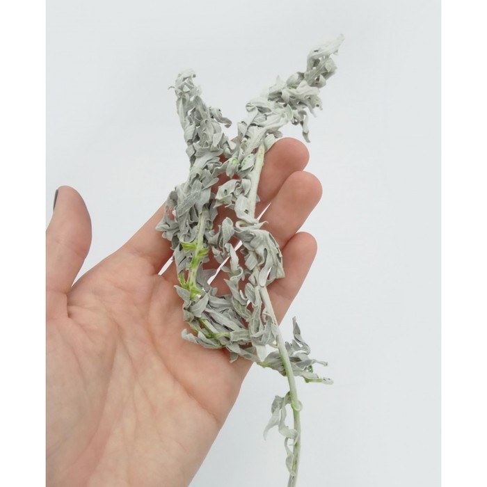 Цинерария, 100 г