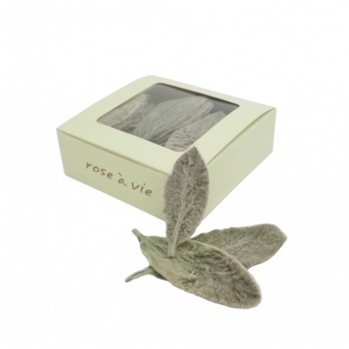 Чистец, зеленые листья, 3-10 см, набор 100 шт