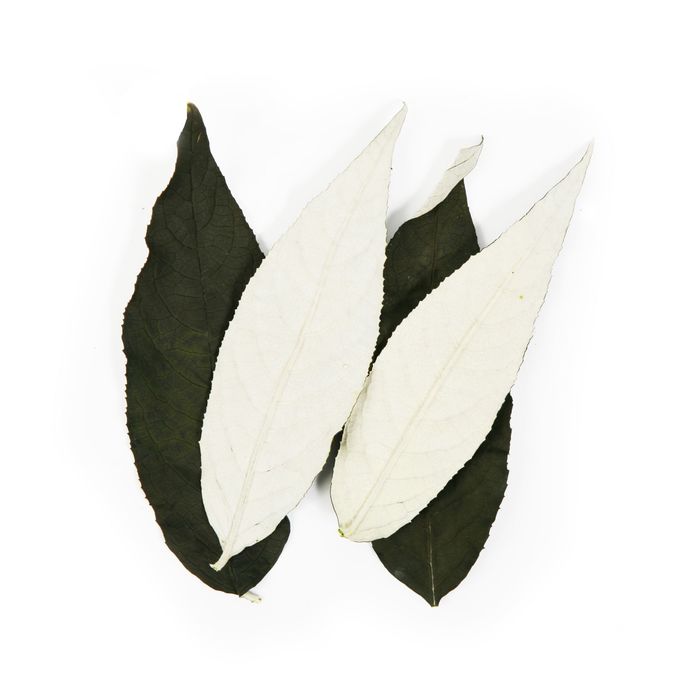 Буддлея, зимний лист, зеленый, набор 100 шт