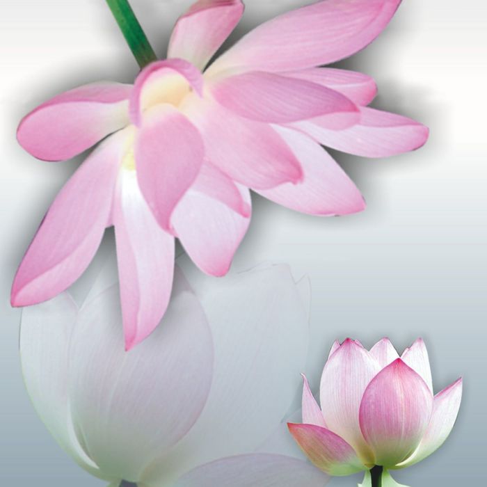 Стеклянный фартук закаленное стекло М1 "Лотос", 600х600х4