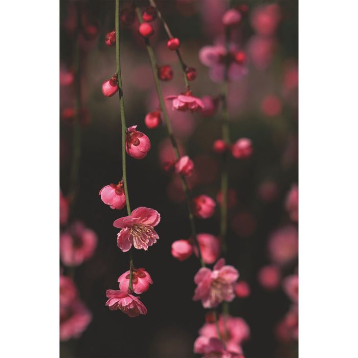 Стеклянный фартук закаленное стекло М1 "Яблоня", 600х400х4