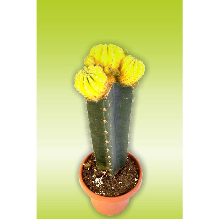 Стеклянный фартук закаленное стекло М1 "Кактус", 600х400х4