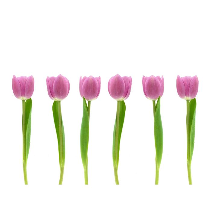 Стеклянный фартук закаленное стекло М1 "Тюльпаны", 600х800х4