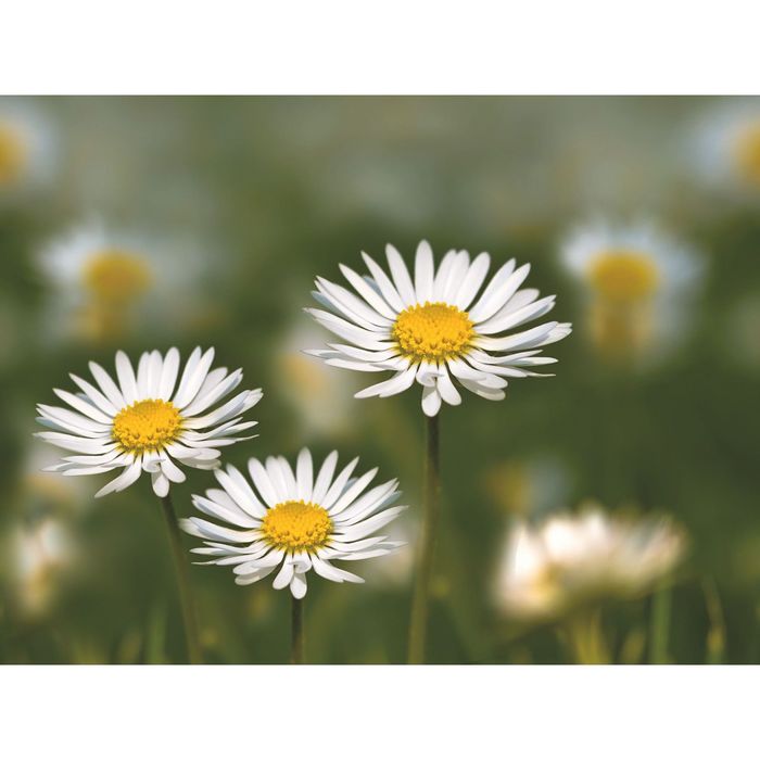 Стеклянный фартук закаленное стекло М1 "Ромашки", 600х800х4