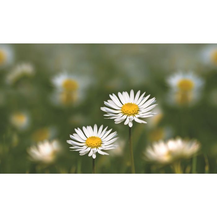 Стеклянный фартук закаленное стекло М1 "Ромашки", 600х1000х4