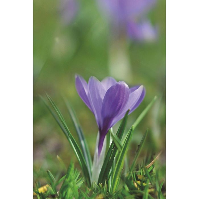 Стеклянный фартук закаленное стекло М1 "Крокус", 600х400х4