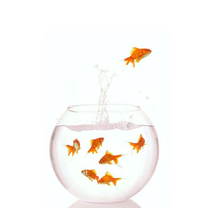 Стеклянный фартук закаленное стекло М1 "Золотые рыбки", 600х400х4